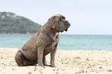 CANE CORSO 623